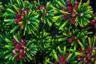 USA, Washington State, Seabeck. Close-up of Korean firs with pollen cones. Art Print